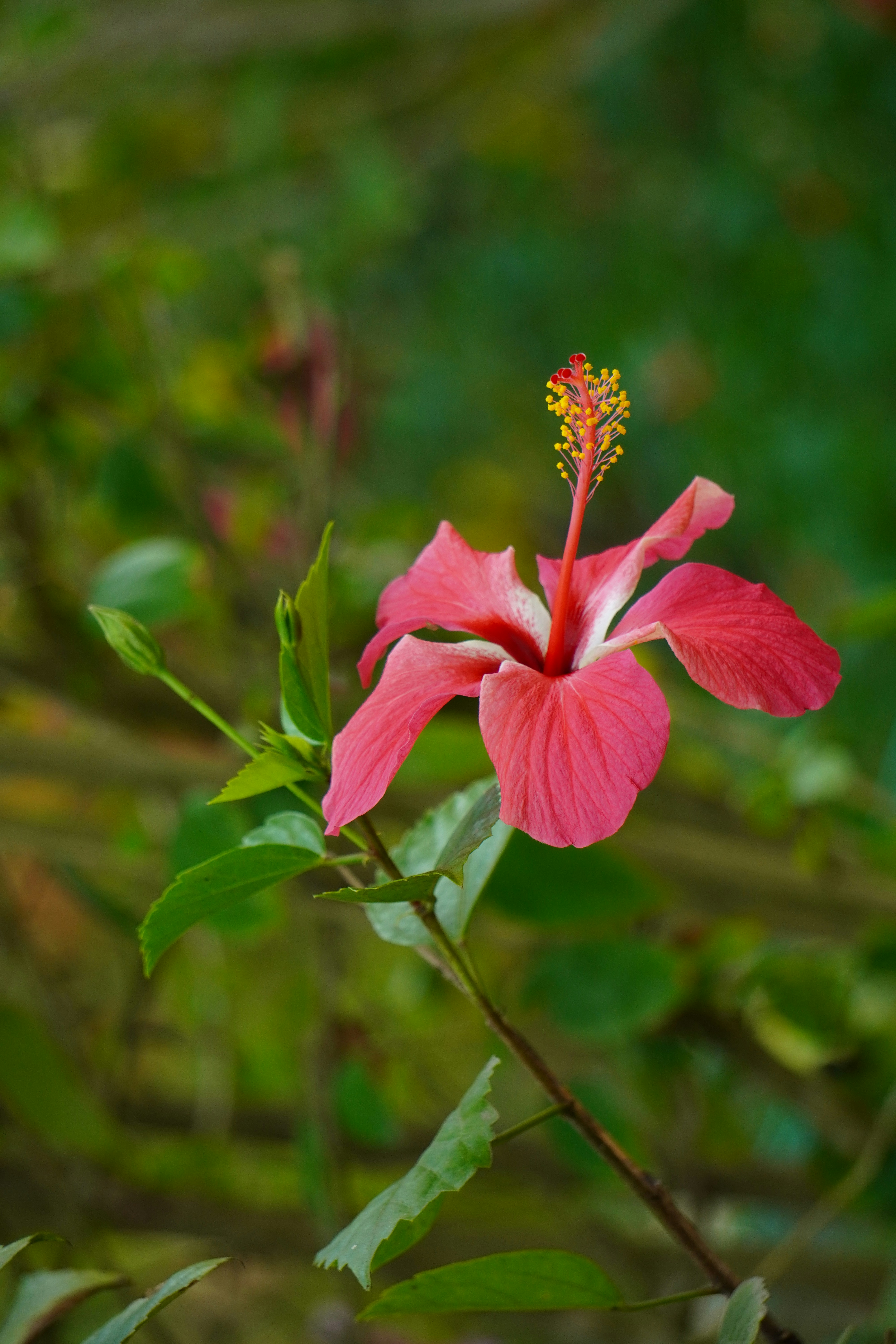 Photo by abdulkayum97