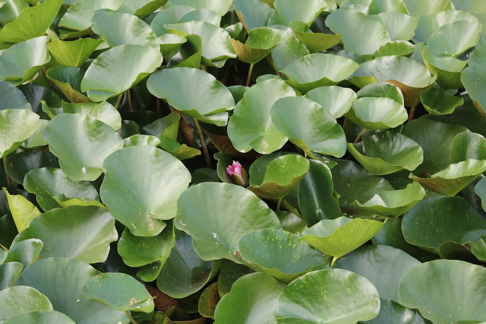 a close up of a bunch of water lilies