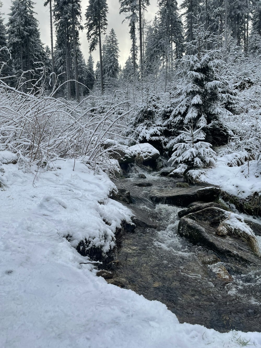 a stream running through a snow covered forest