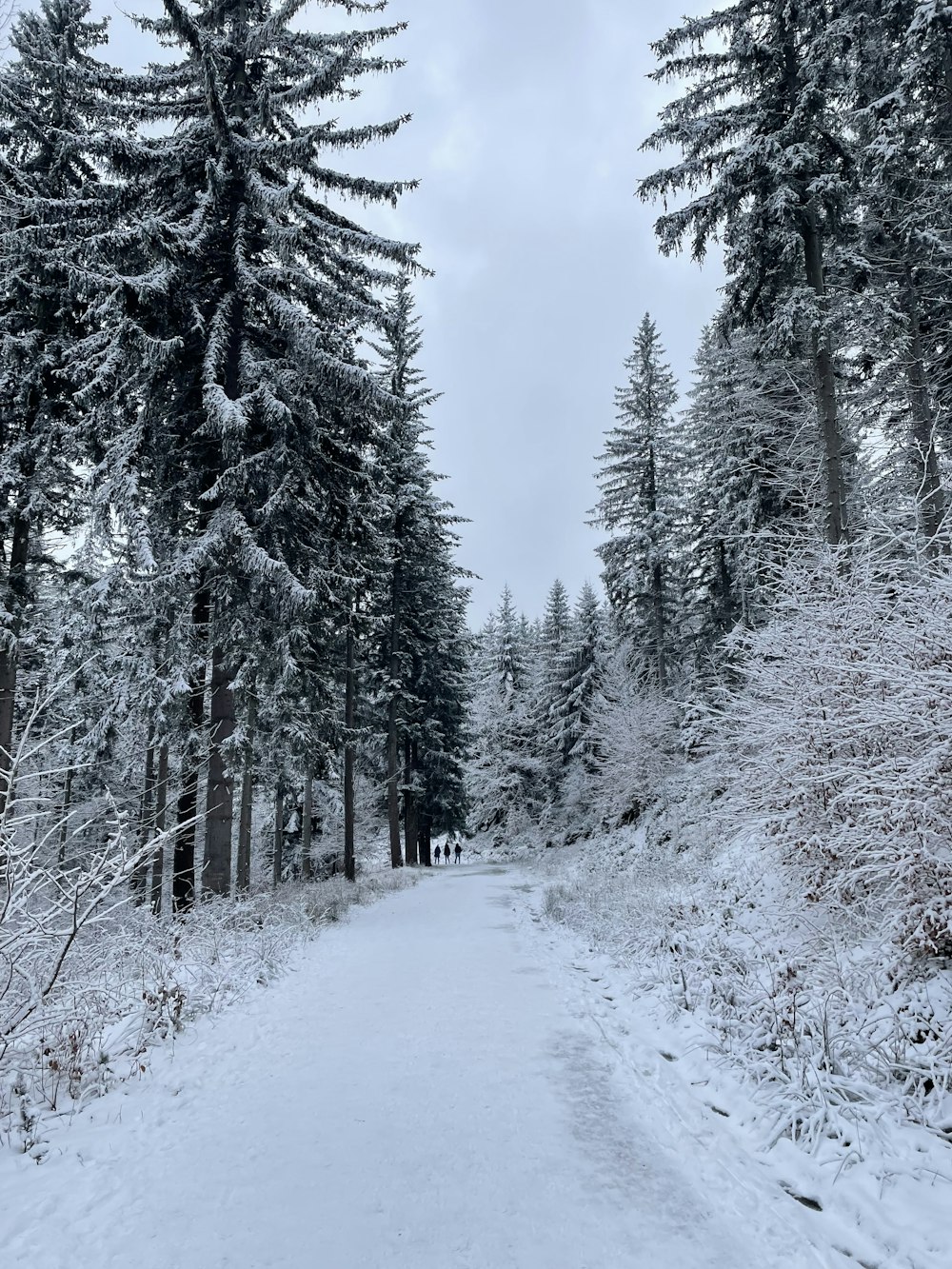 a snow covered path in the middle of a forest