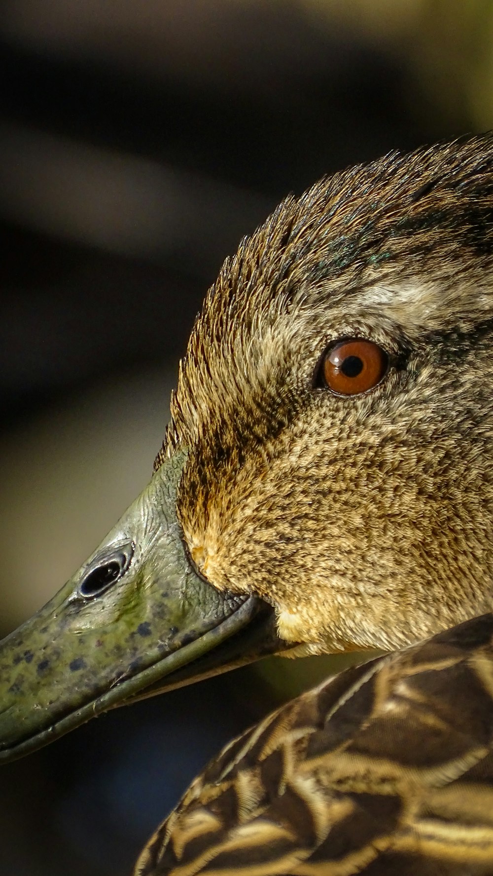 a close up of a duck with a blurry background