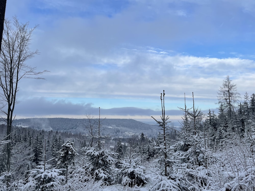 a snowy landscape with trees and mountains in the distance