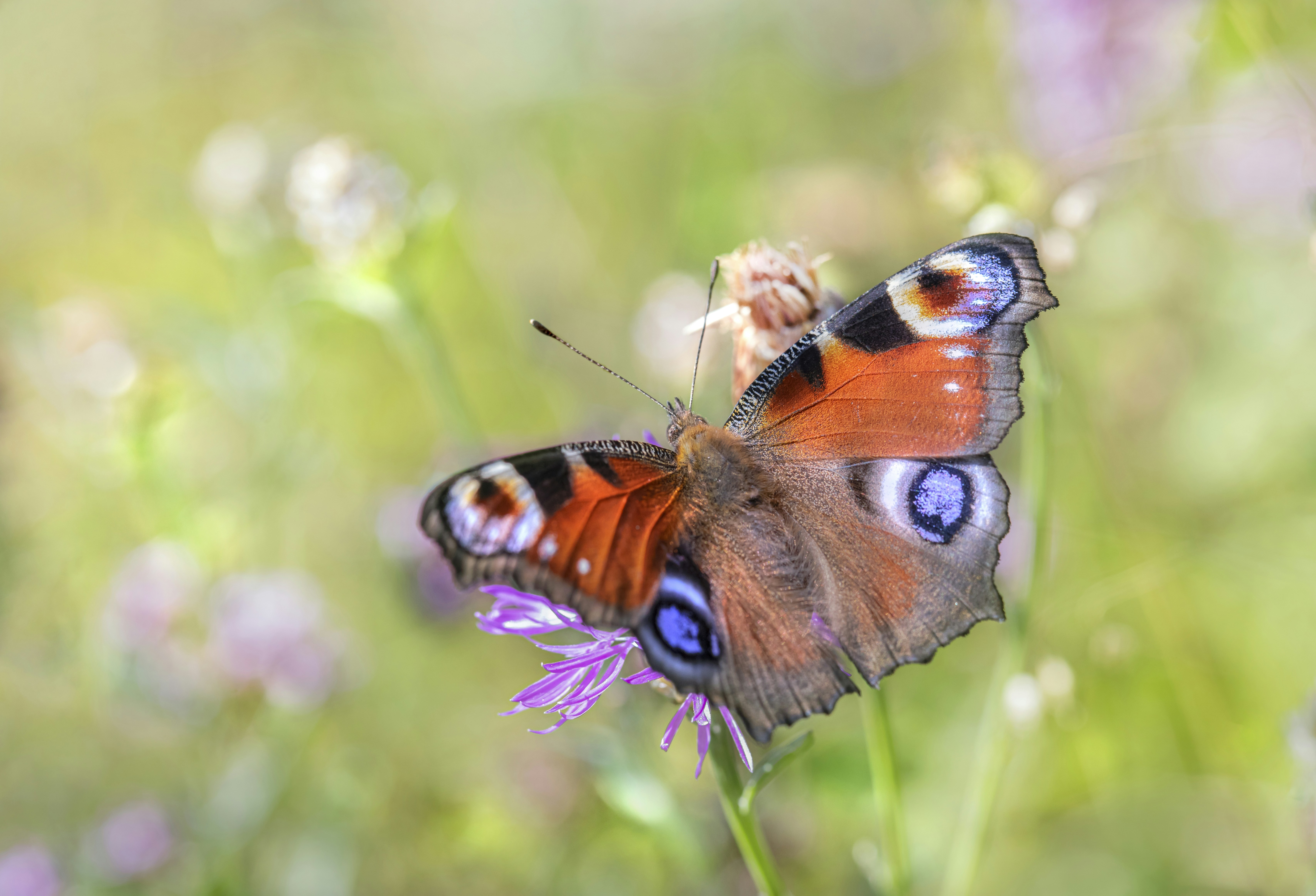 Photo by erik_karits