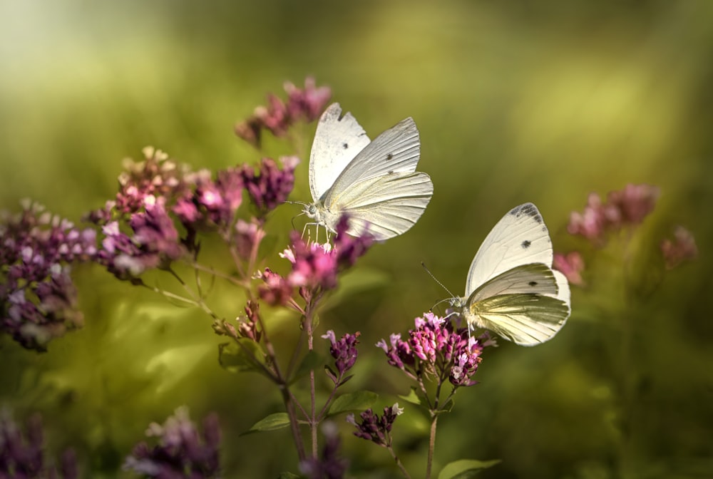 two white butterflies sitting on top of a purple flower