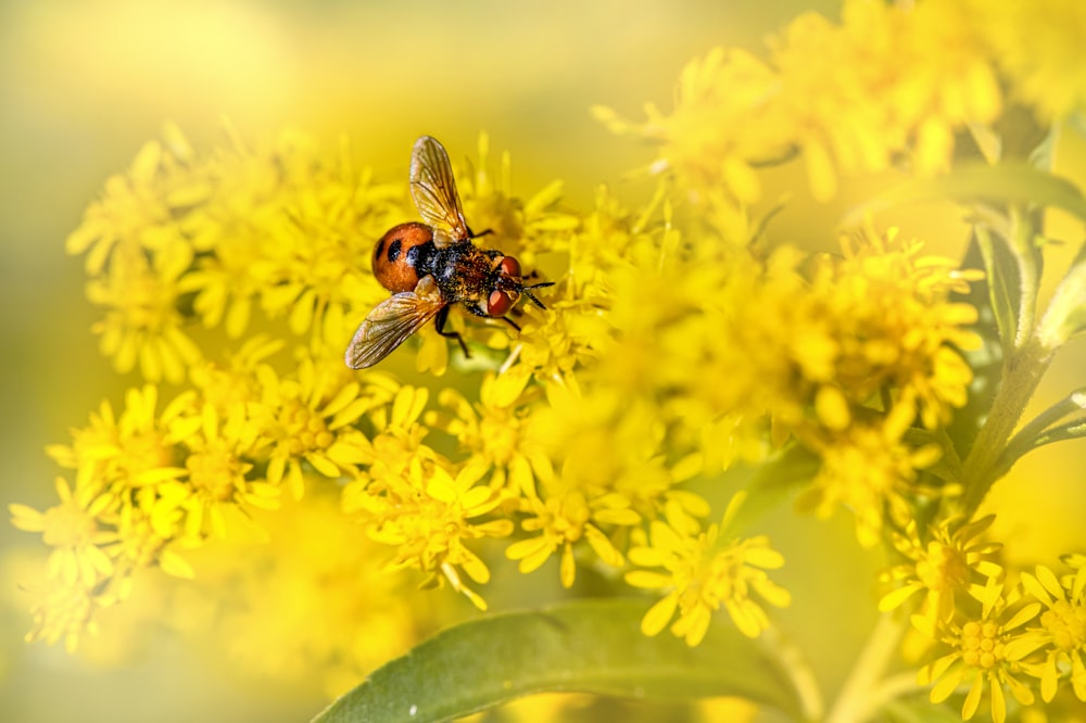 a close up of a bee on a yellow flower