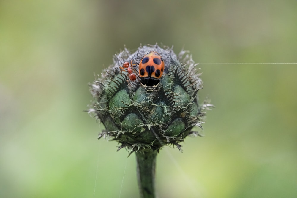 a lady bug sitting on top of a green flower