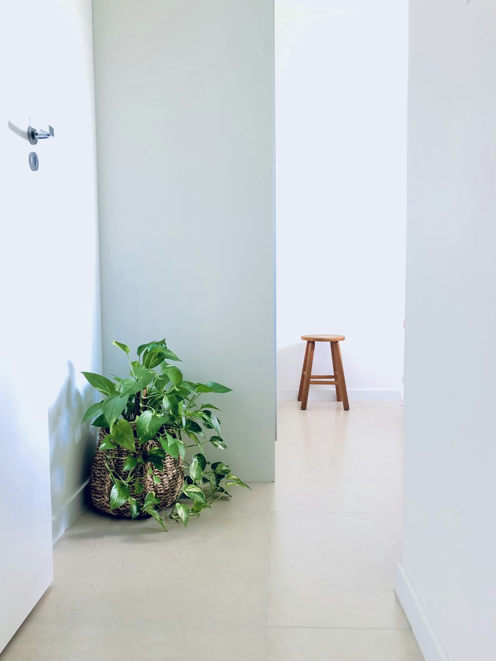 a potted plant sitting in the corner of a room