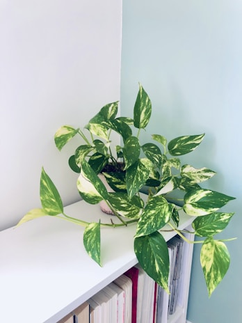 a potted plant sitting on top of a white shelf