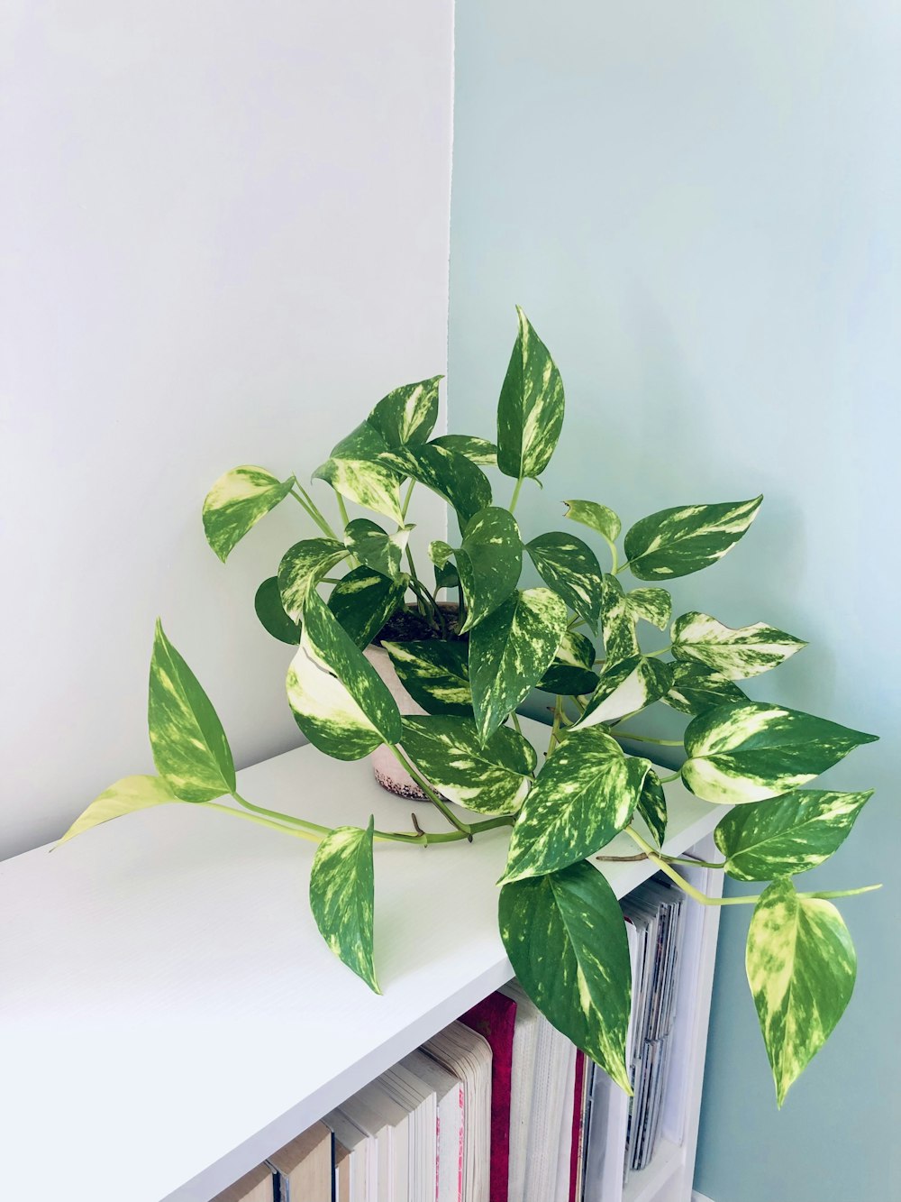 a potted plant sitting on top of a white shelf