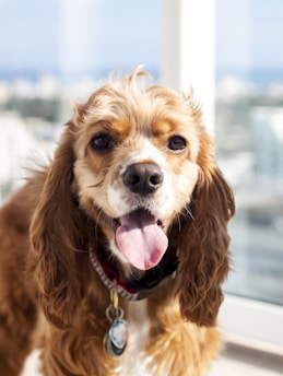 a brown and white dog standing next to a window