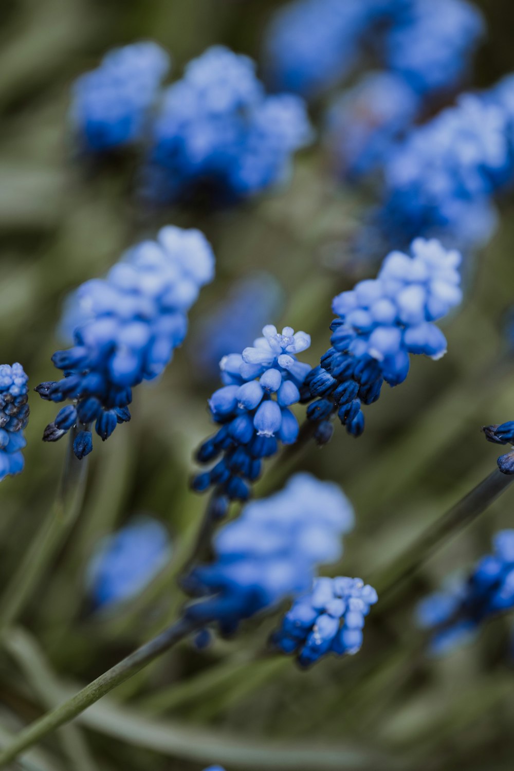 a bunch of blue flowers that are in the grass