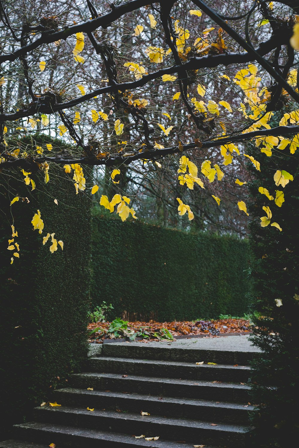 a set of steps with yellow leaves on them
