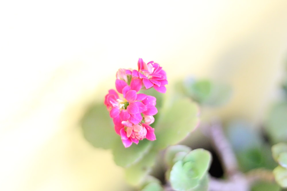 a close up of a pink flower on a plant