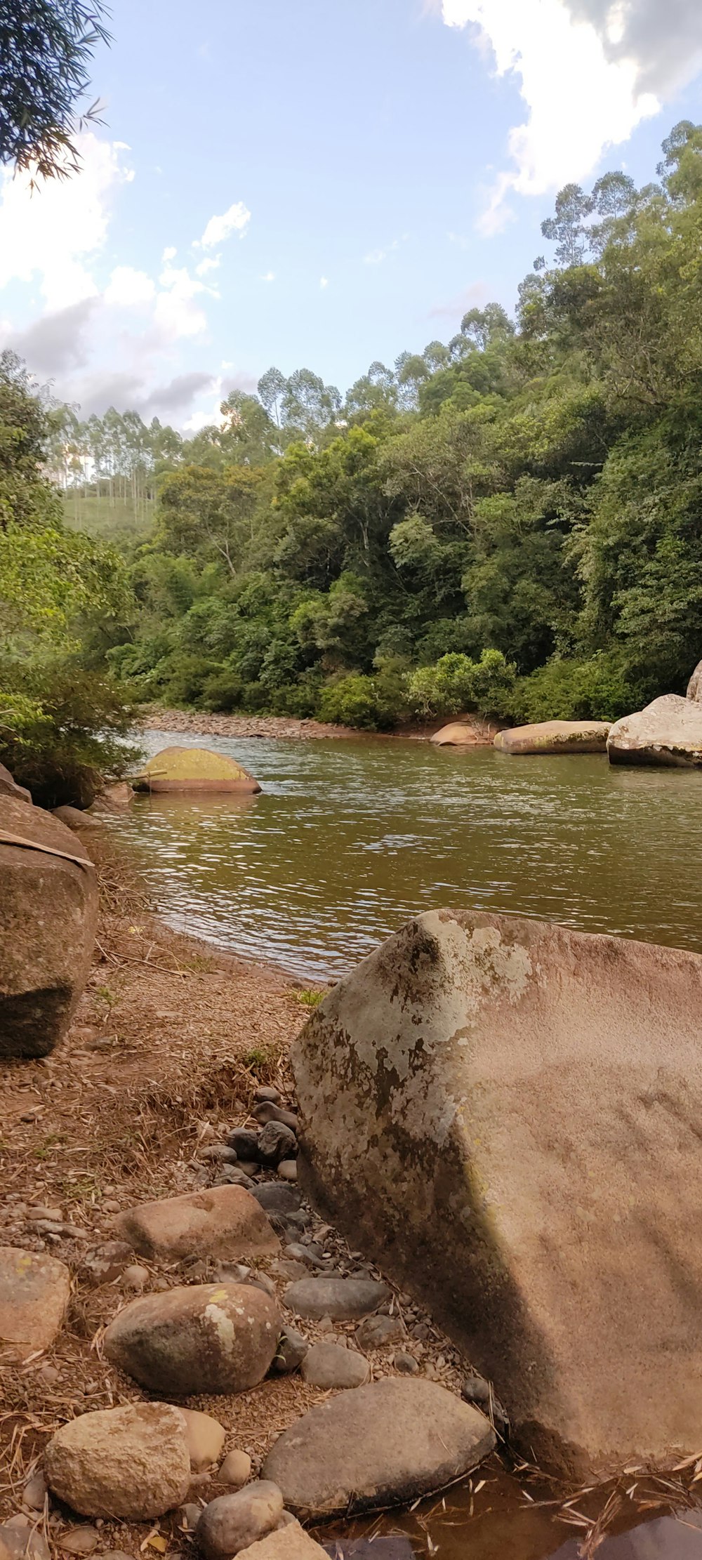 a river running through a lush green forest