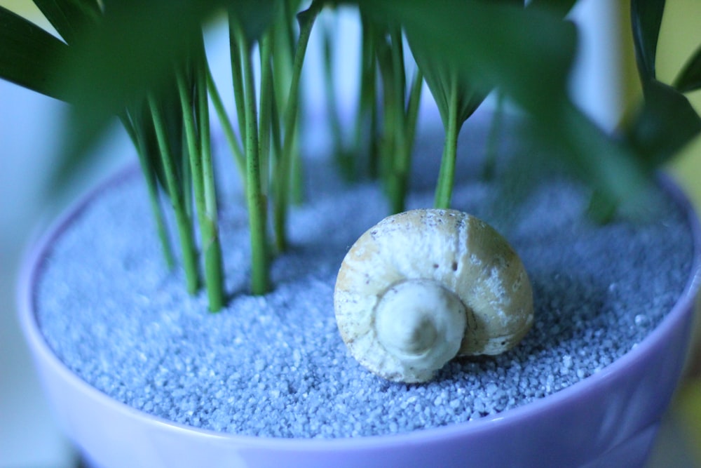 a close up of a plant with a snail on it