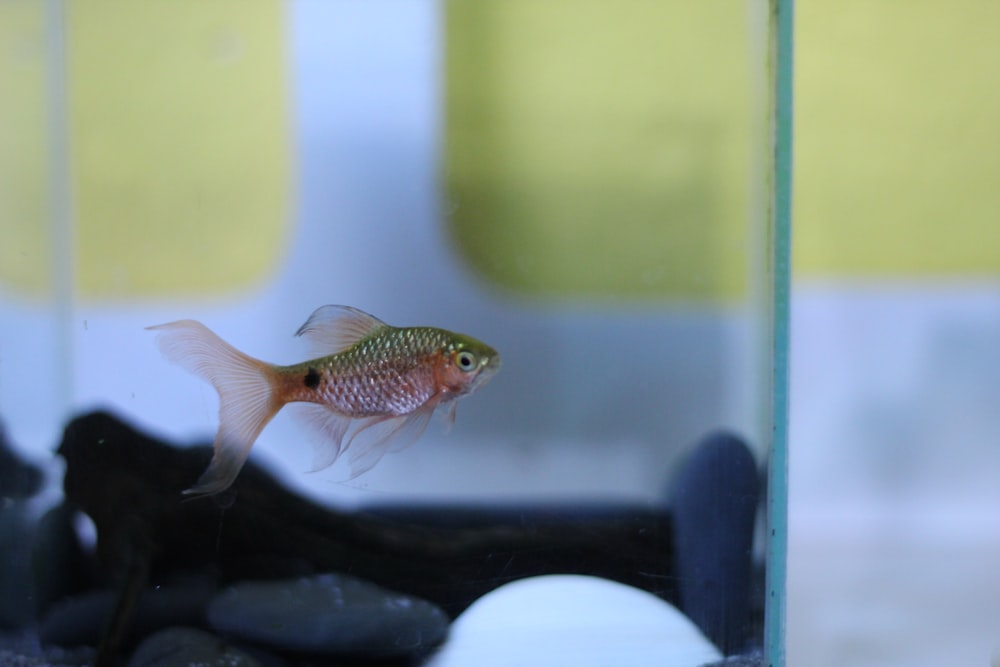 a goldfish in an aquarium with rocks and water