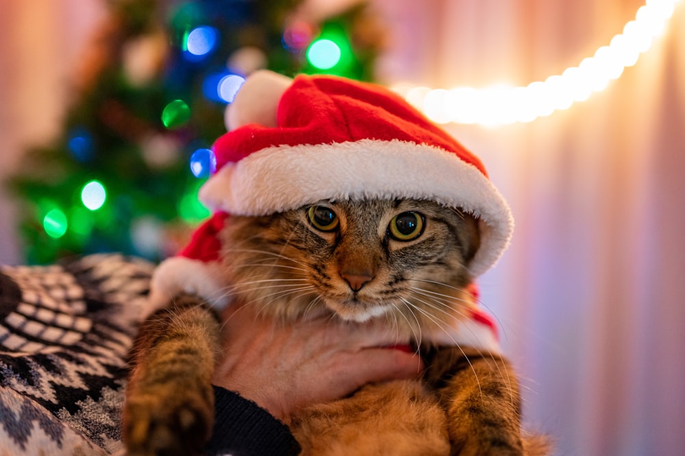 a cat wearing a santa hat while sitting on a couch