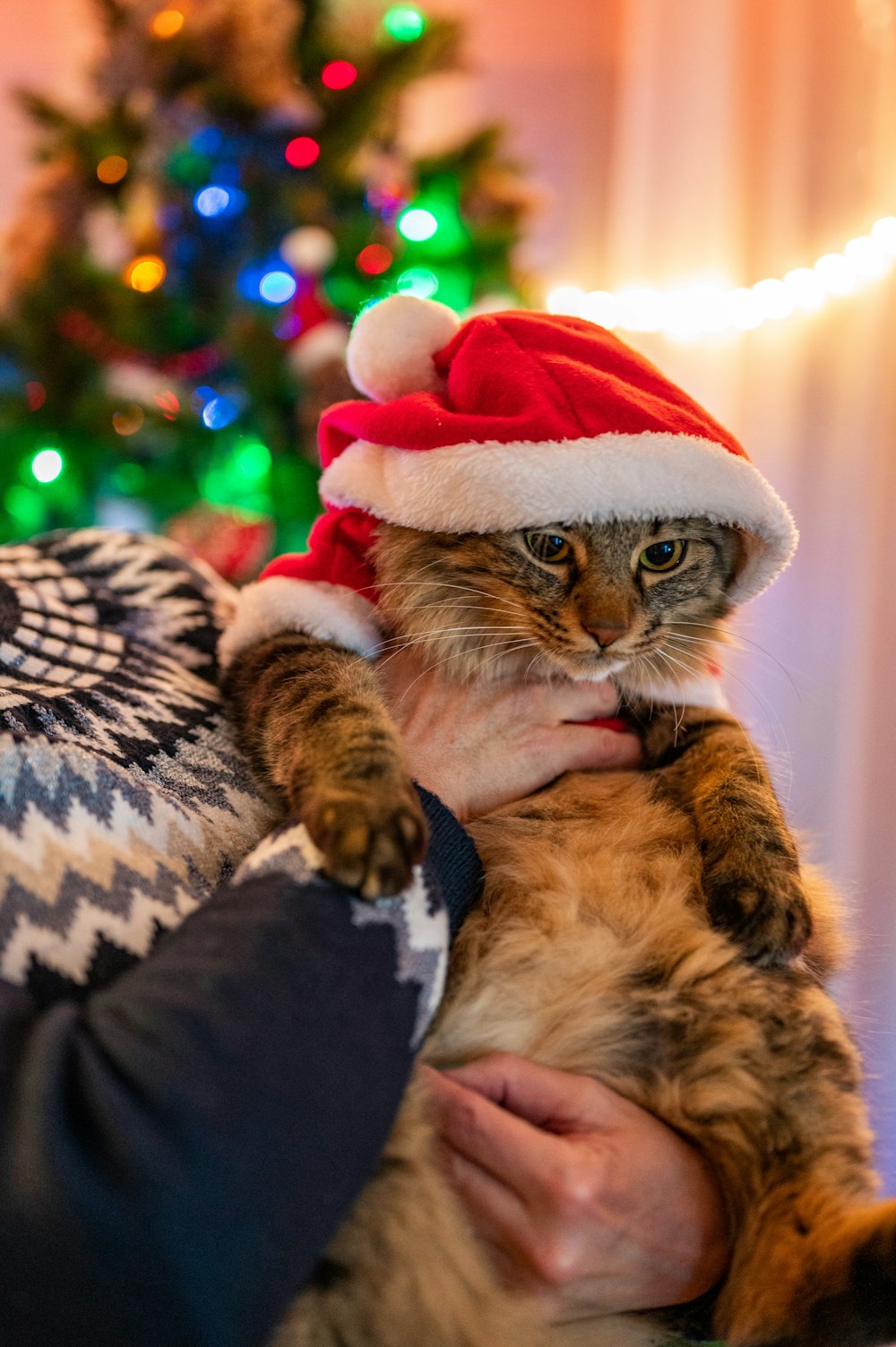 a person holding a cat wearing a santa hat