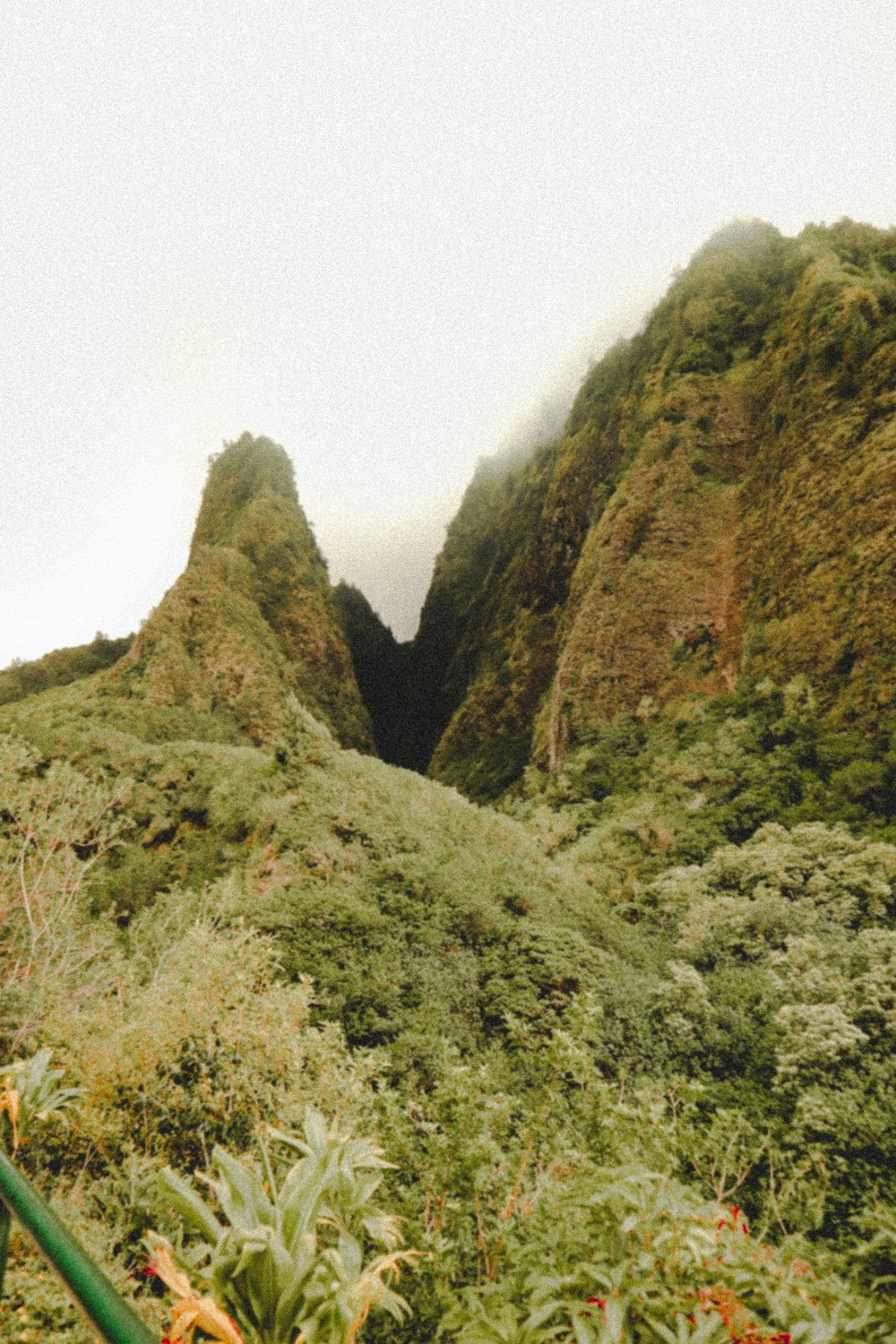 a man standing on top of a lush green hillside