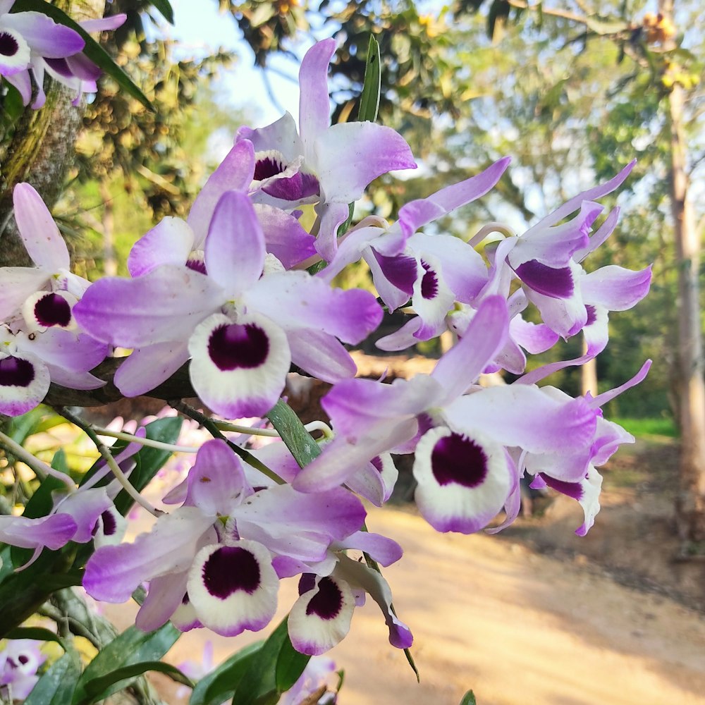 a bunch of purple and white flowers on a tree