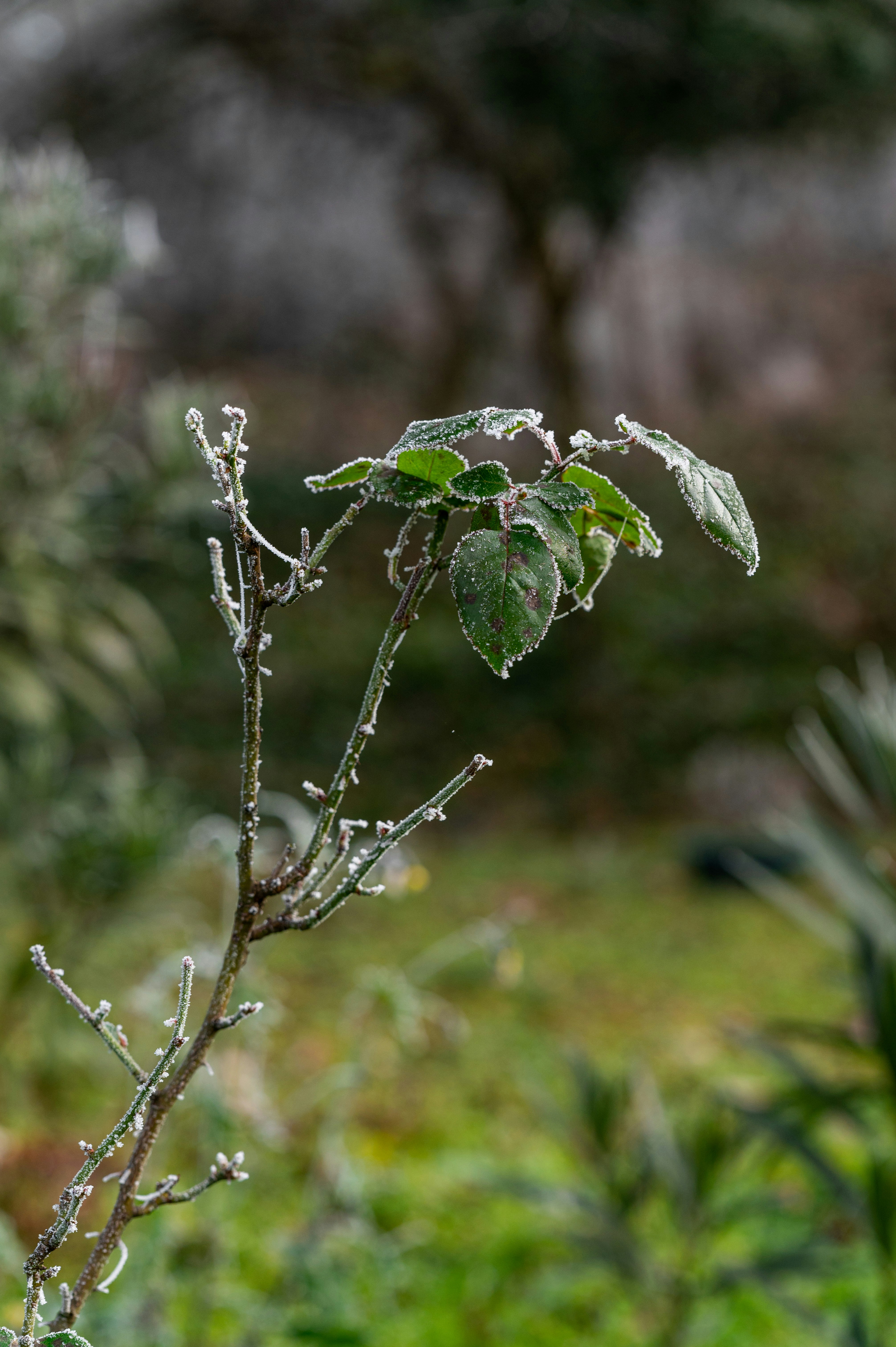 a small tree branch with some leaves on it