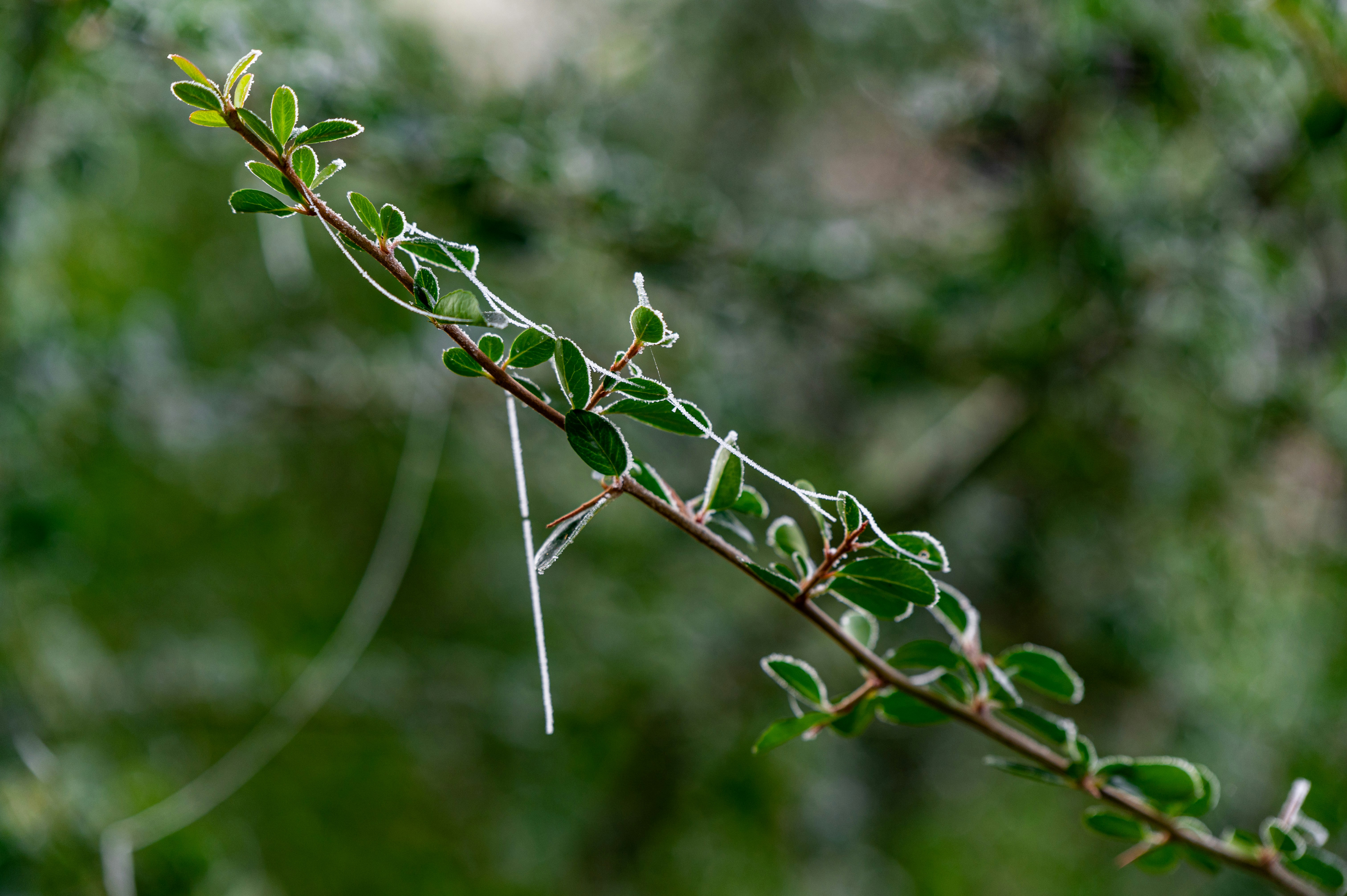 Close-up of a slender branch with small, oval leaves set against a soft, green bokeh background.
