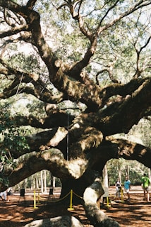 a large tree that is in the middle of a field