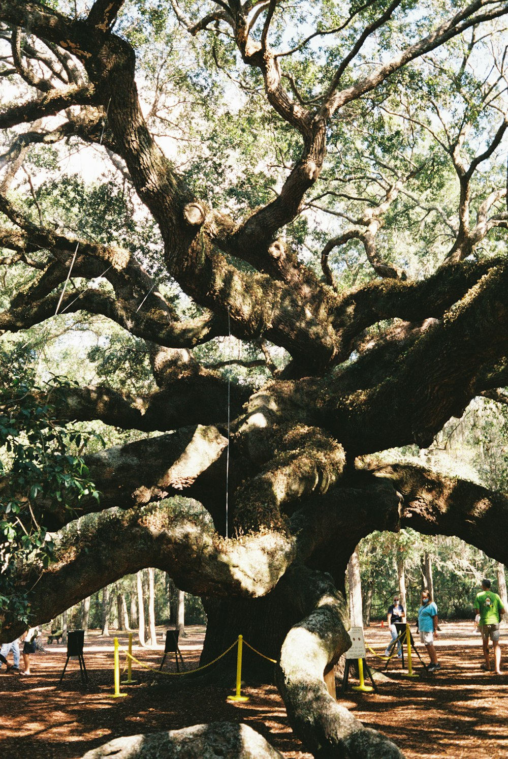 Un gran árbol que está en medio de un campo