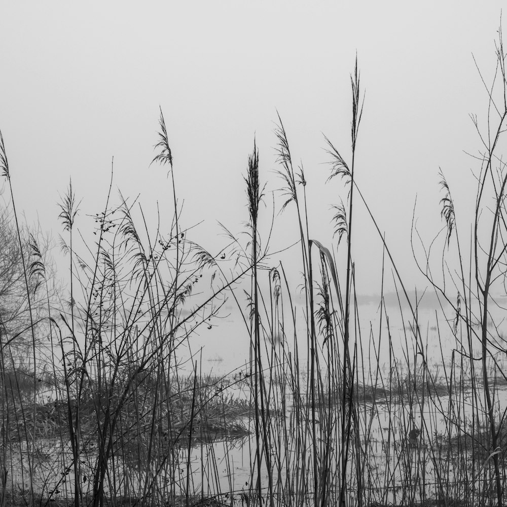 a black and white photo of a foggy lake