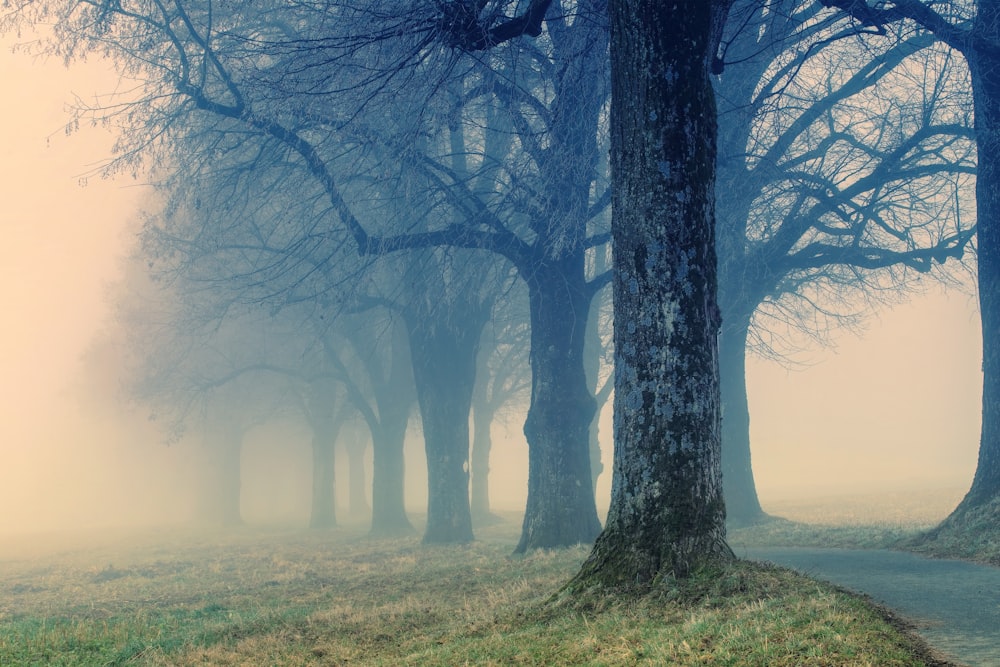 a foggy forest filled with lots of trees