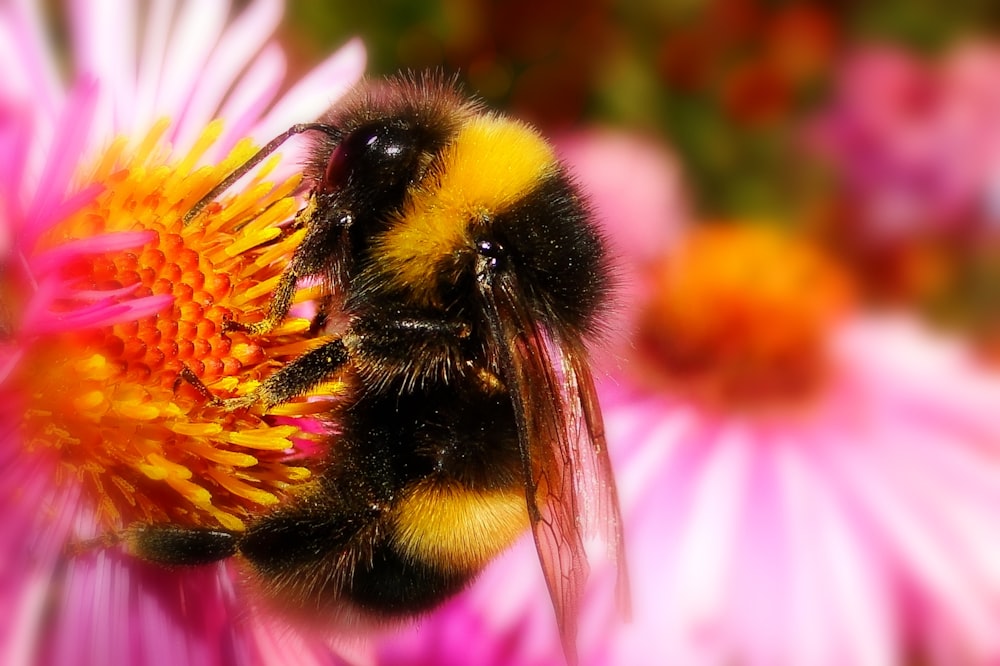 a close up of a bee on a flower