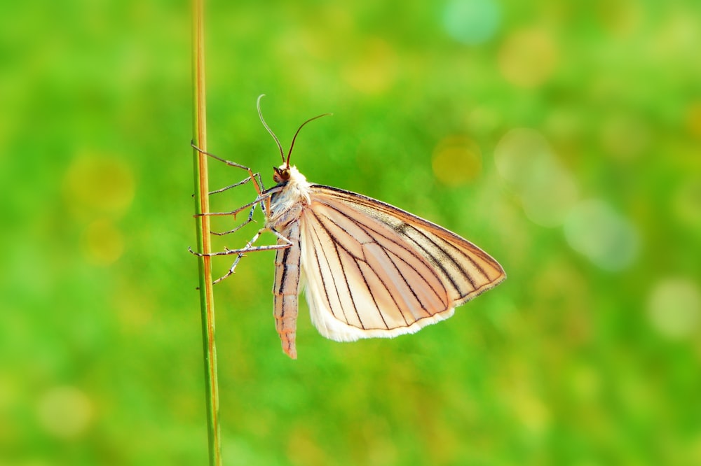 a close up of a butterfly on a plant