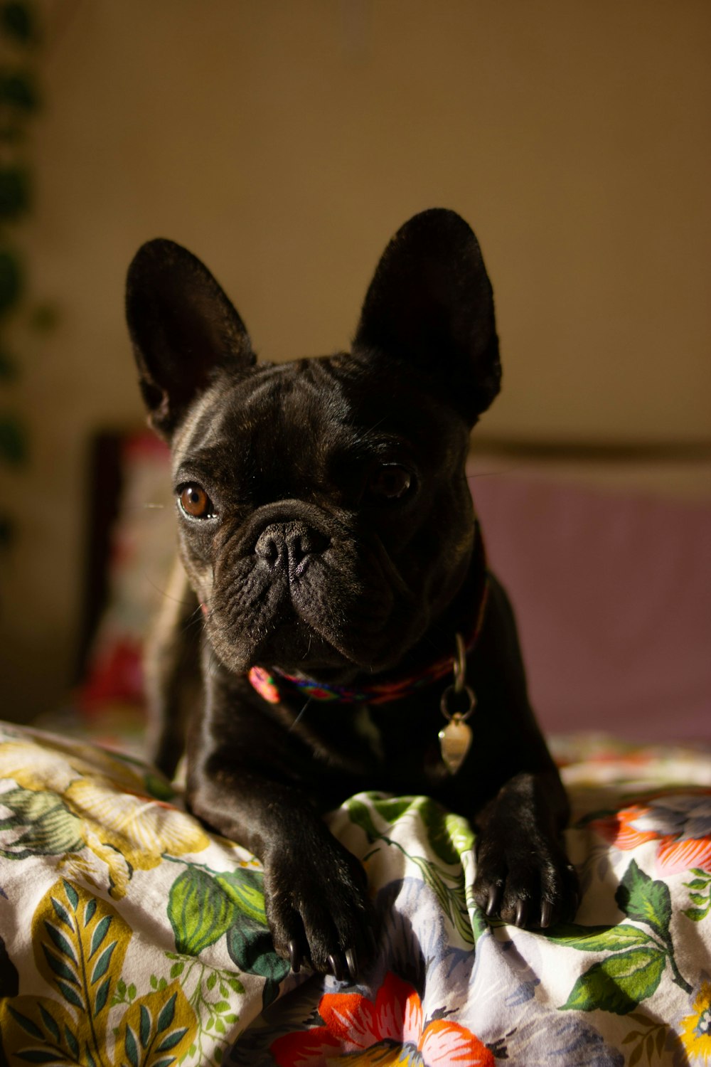 a small black dog laying on top of a bed