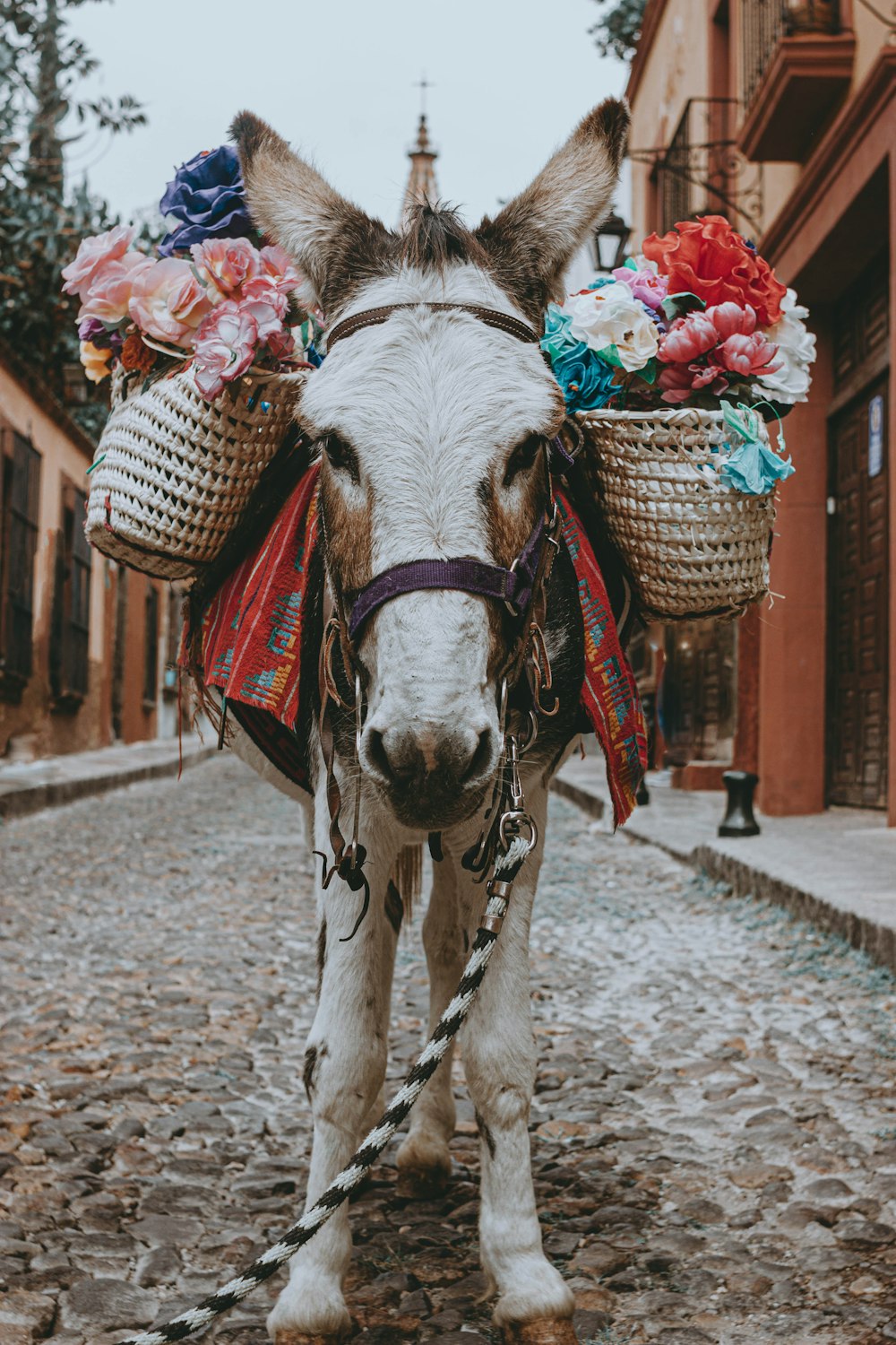 um burro com cestos nas costas andando por uma rua de paralelepípedos