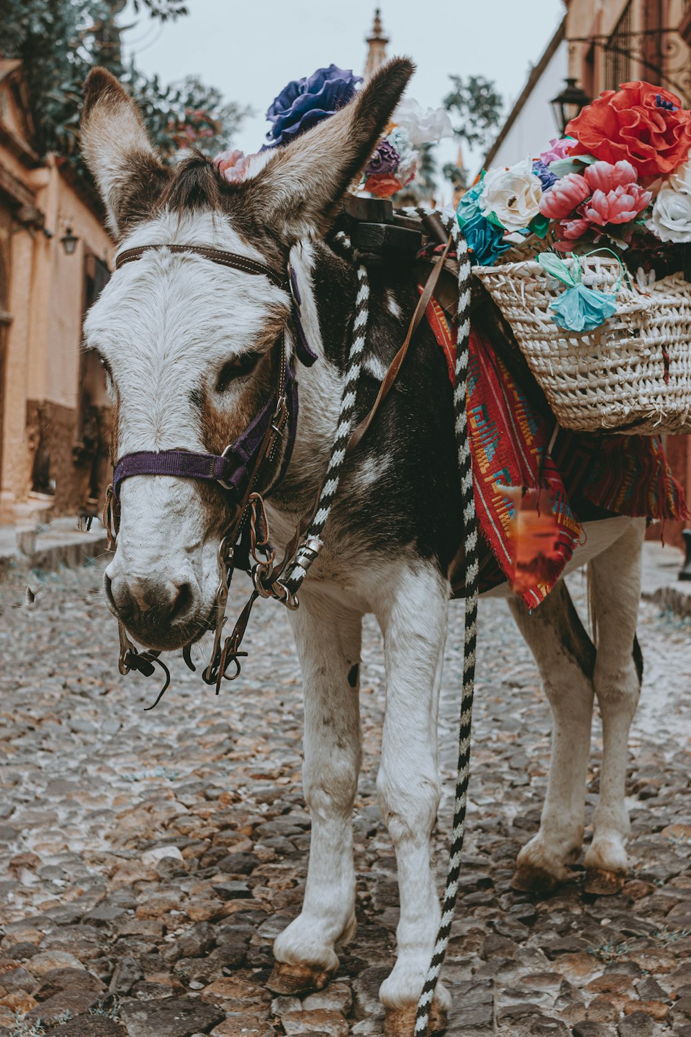 a donkey with a basket on its back