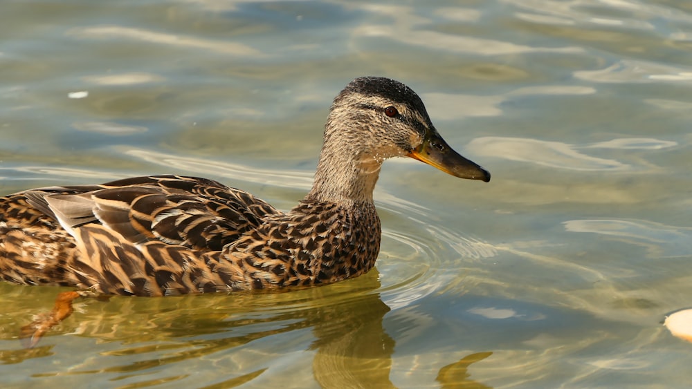 a duck is swimming in the water with a frisbee