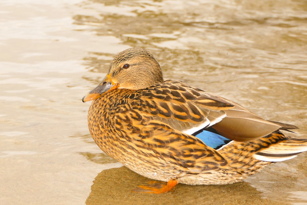 a close up of a duck in a body of water