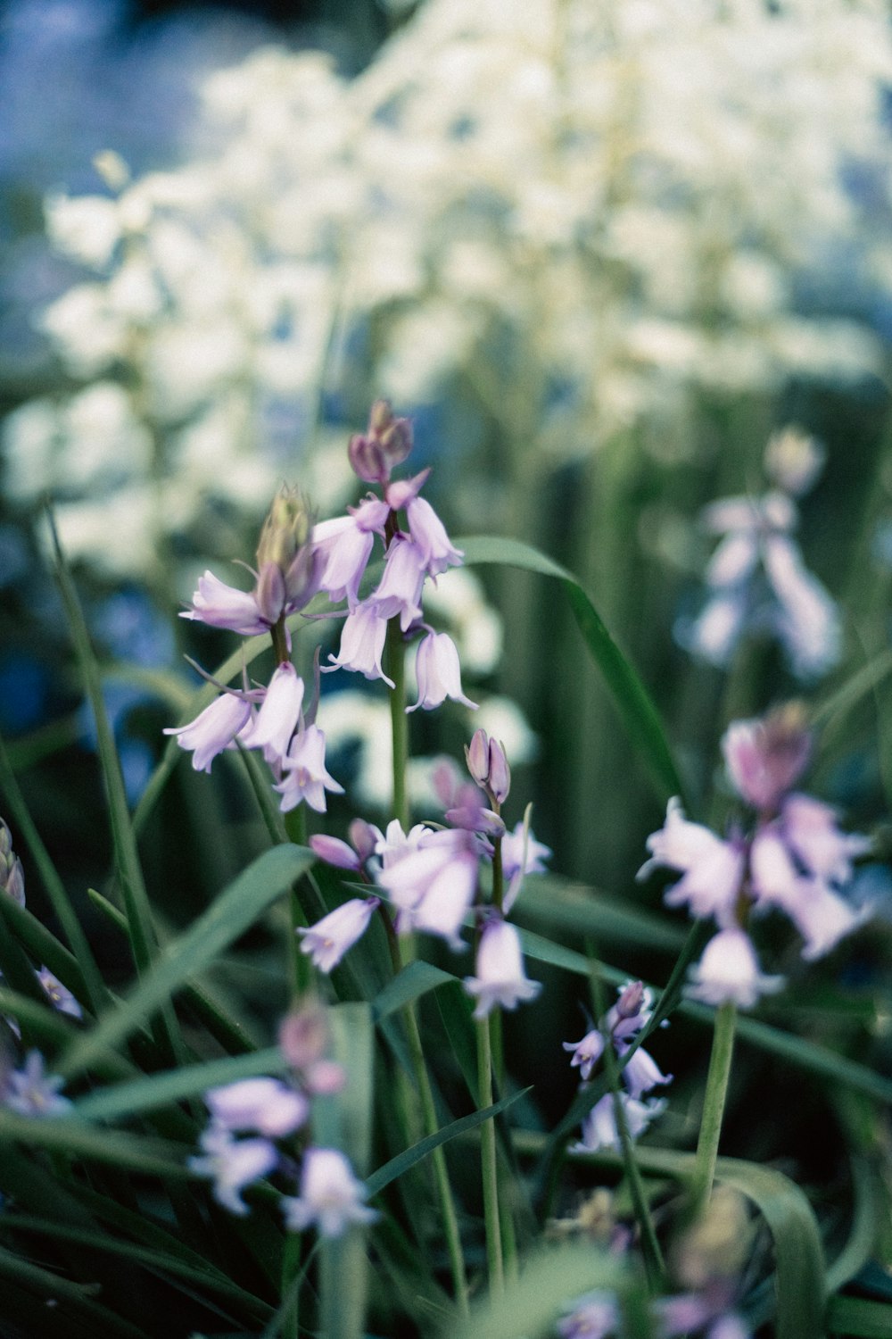 a bunch of flowers that are in the grass