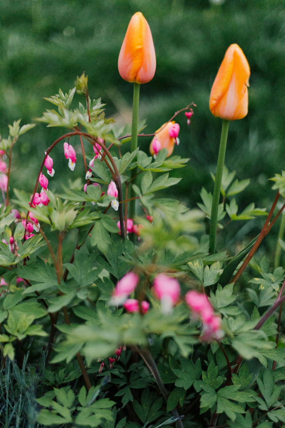 a bunch of flowers that are in a planter