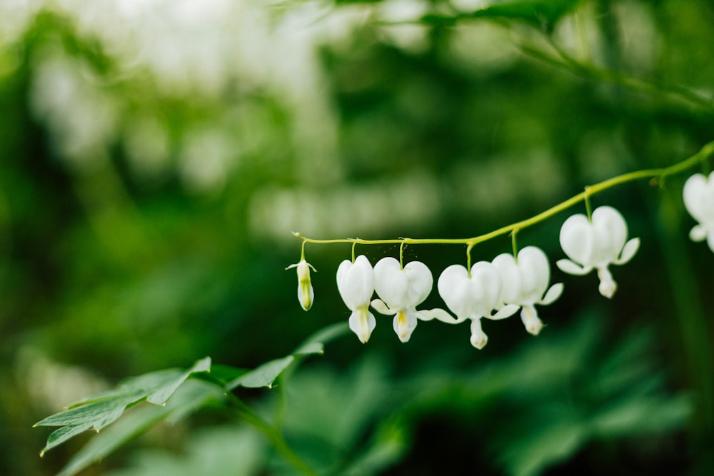 a close up of a plant with white flowers