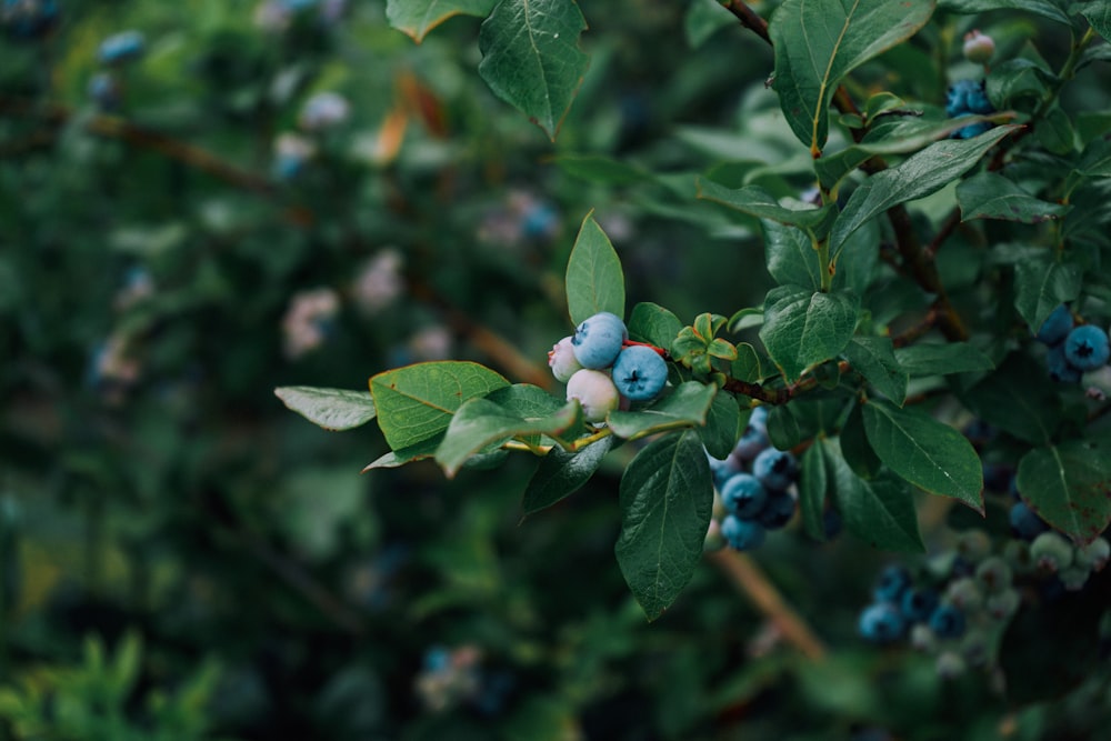 a bush with blue berries and green leaves