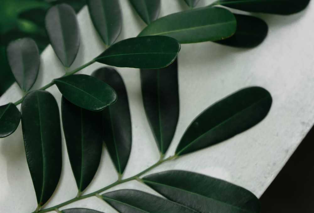 a close up of a green leaf on a table