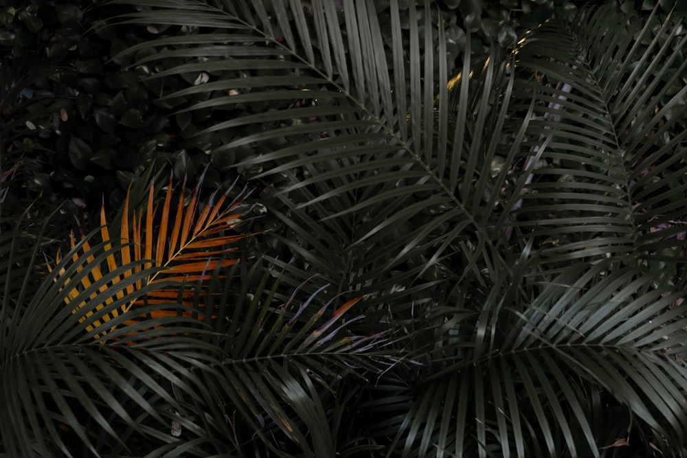 a close up of a palm tree leaves