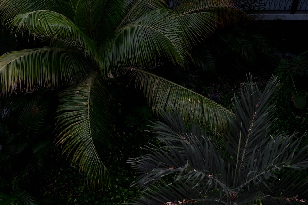 a man in a suit and tie standing in front of a palm tree