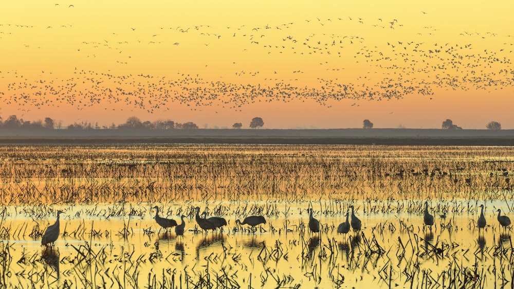 a flock of birds flying over a marsh at sunset