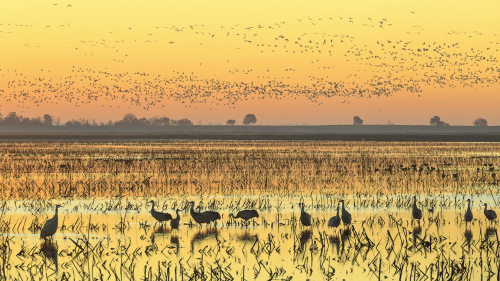 Ein Vogelschwarm fliegt bei Sonnenuntergang über einen Sumpf