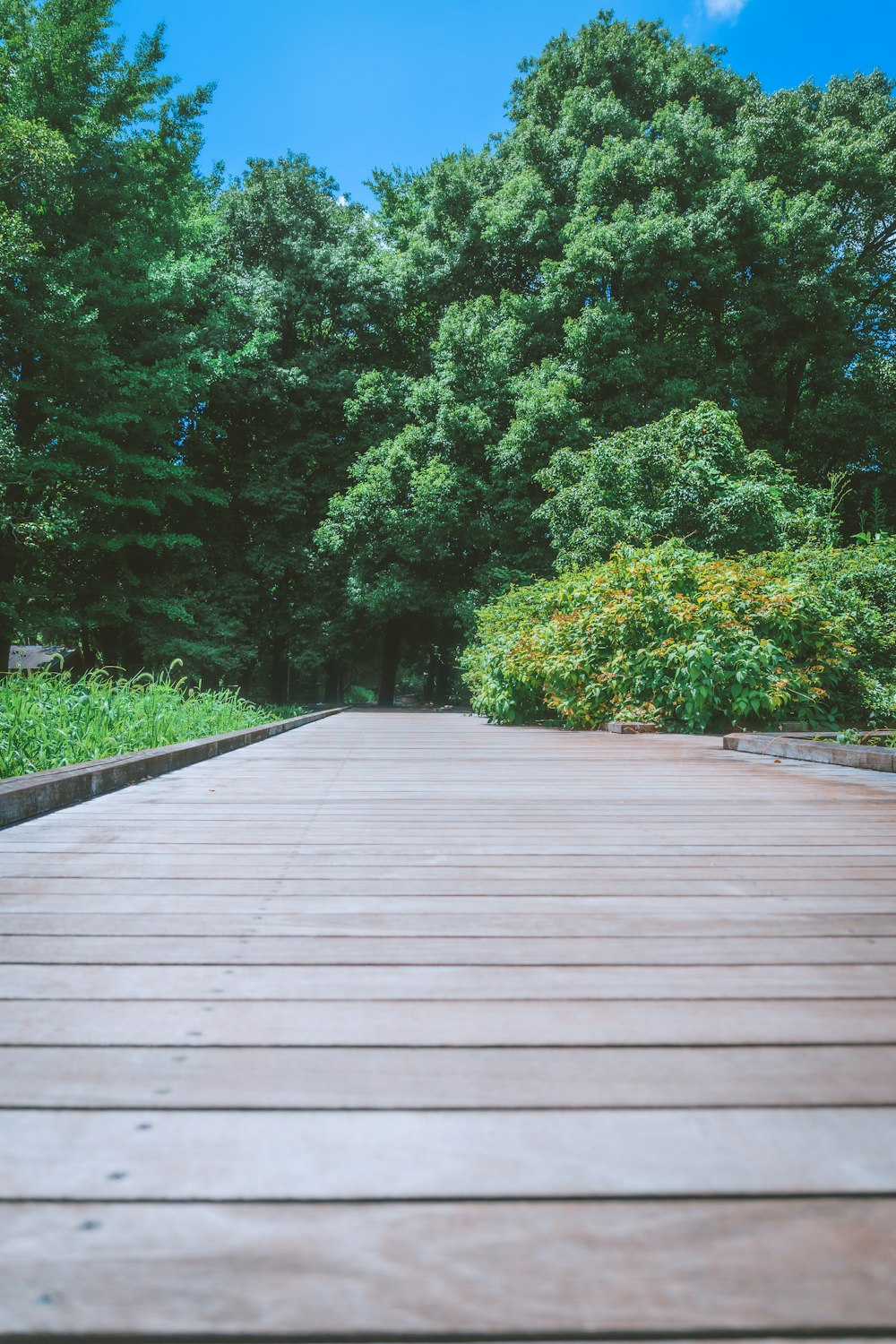 a wooden walkway surrounded by trees and bushes