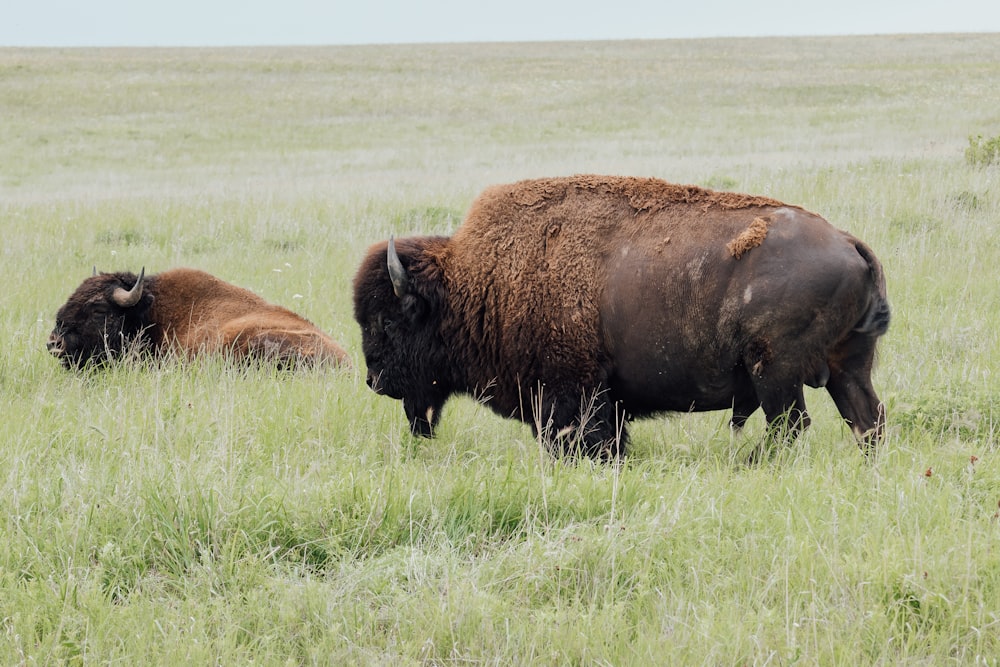 a couple of bison standing on top of a lush green field