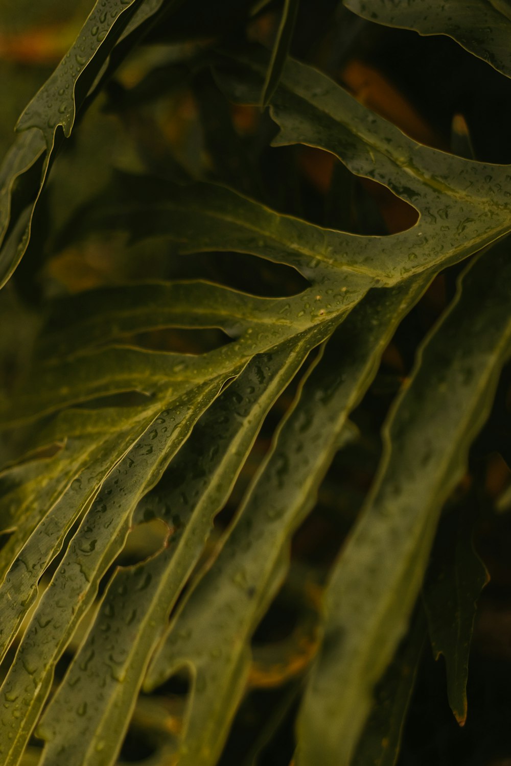 a close up of a green leaf with drops of water on it