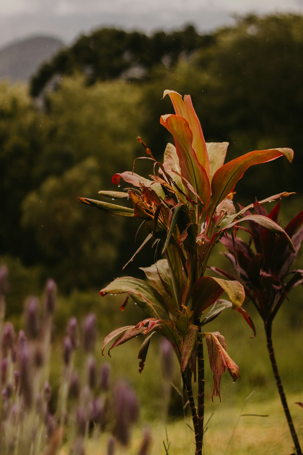 a plant in a field with mountains in the background